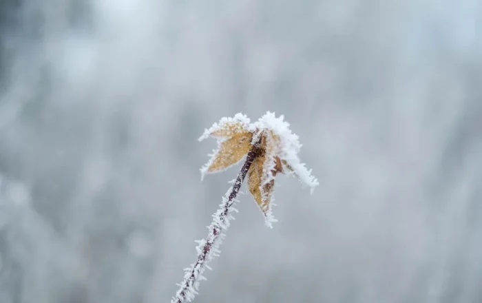 Charging Lithium Below Freezing